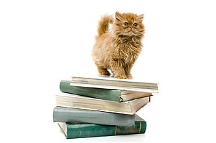 long-coated brown cat on pile of book